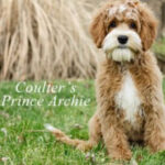 Coulter's Prince Archie