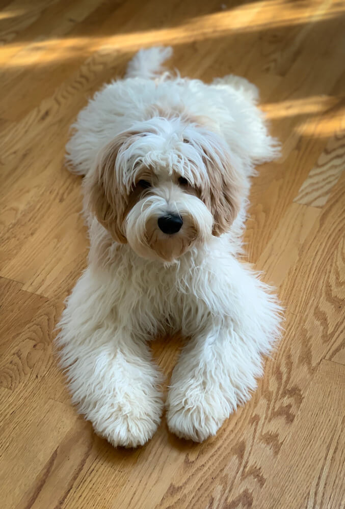 journey labradoodles reviews