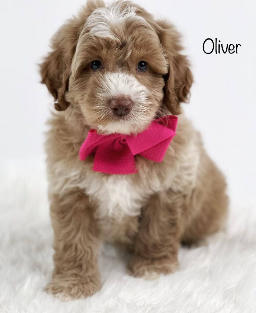 Name: Oliver