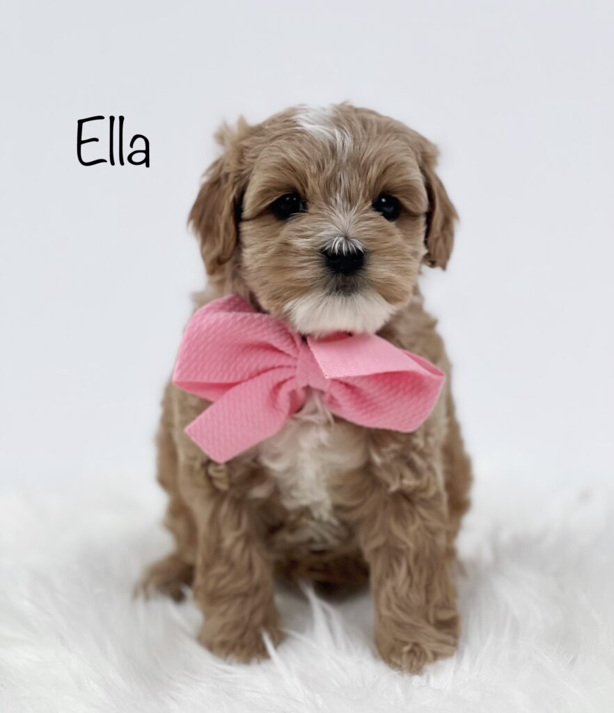Name: Ella