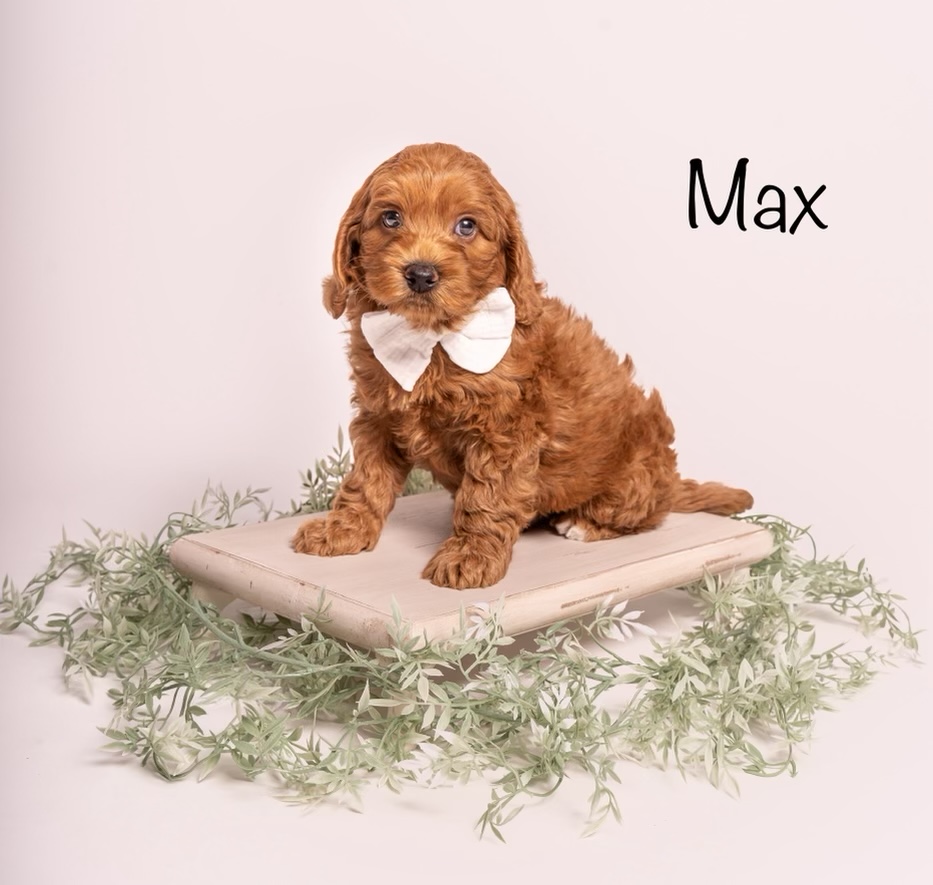 Name: Max