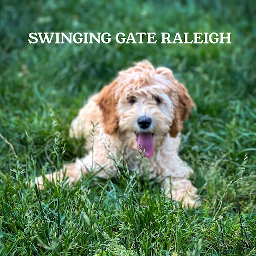Name: Swinging Gate Raleigh (Future SGL Mama)<br>
(Majestic Kingston X Swinging Gate Scarlett)
Will be tested when age appropriate. 