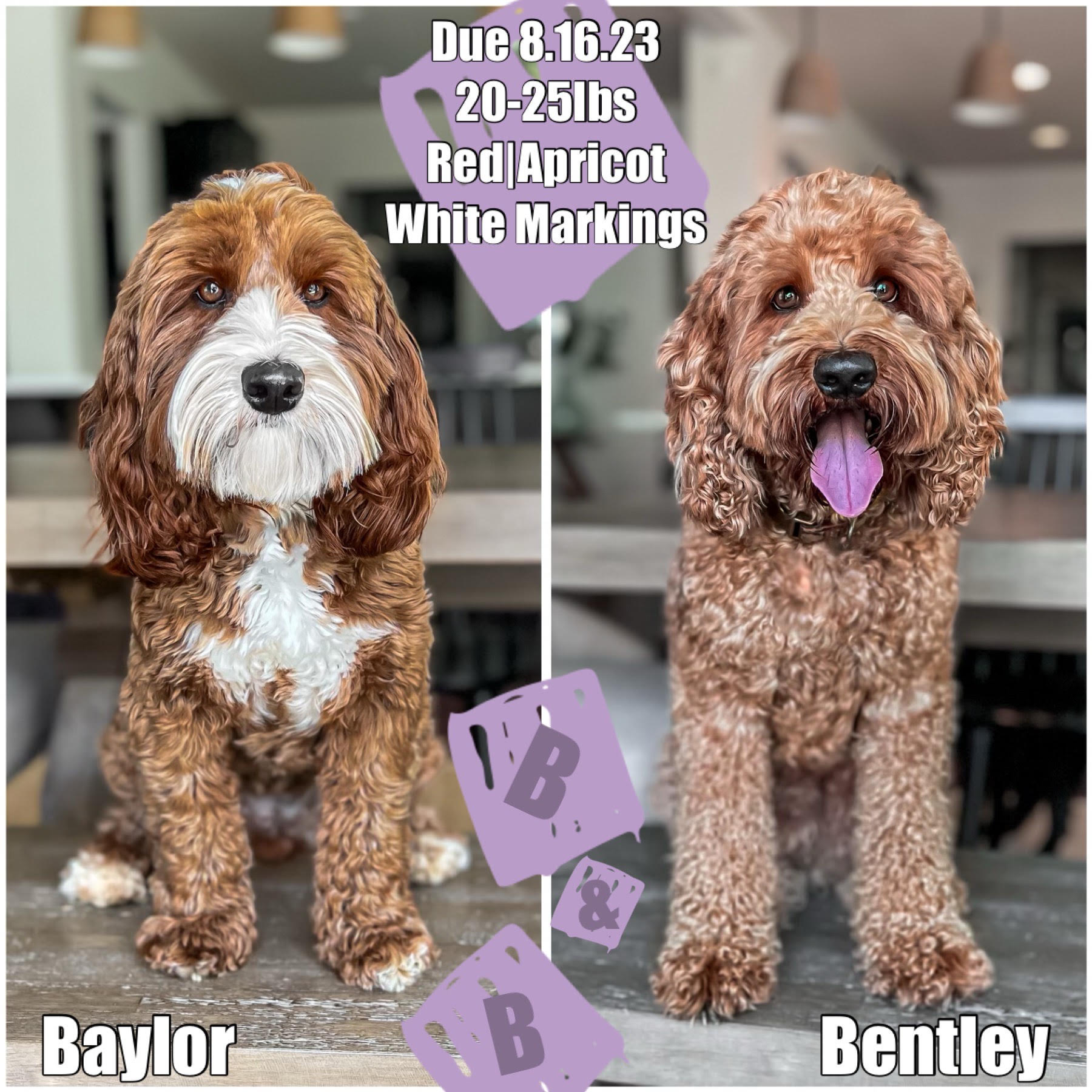 baylor-bentley baylor-bentley