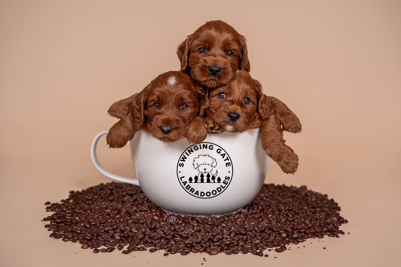 image0 adopt a labradoodle