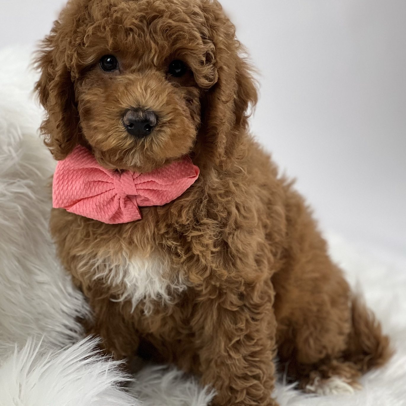 031DD0B6-C054-457F-8E58-9878F4080D7C Name: Ellie