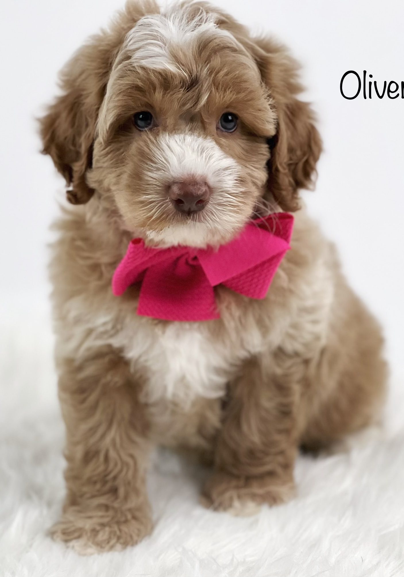 0654C0B2-F93F-49FC-ABAE-32A3C164BF1E Name: Oliver
