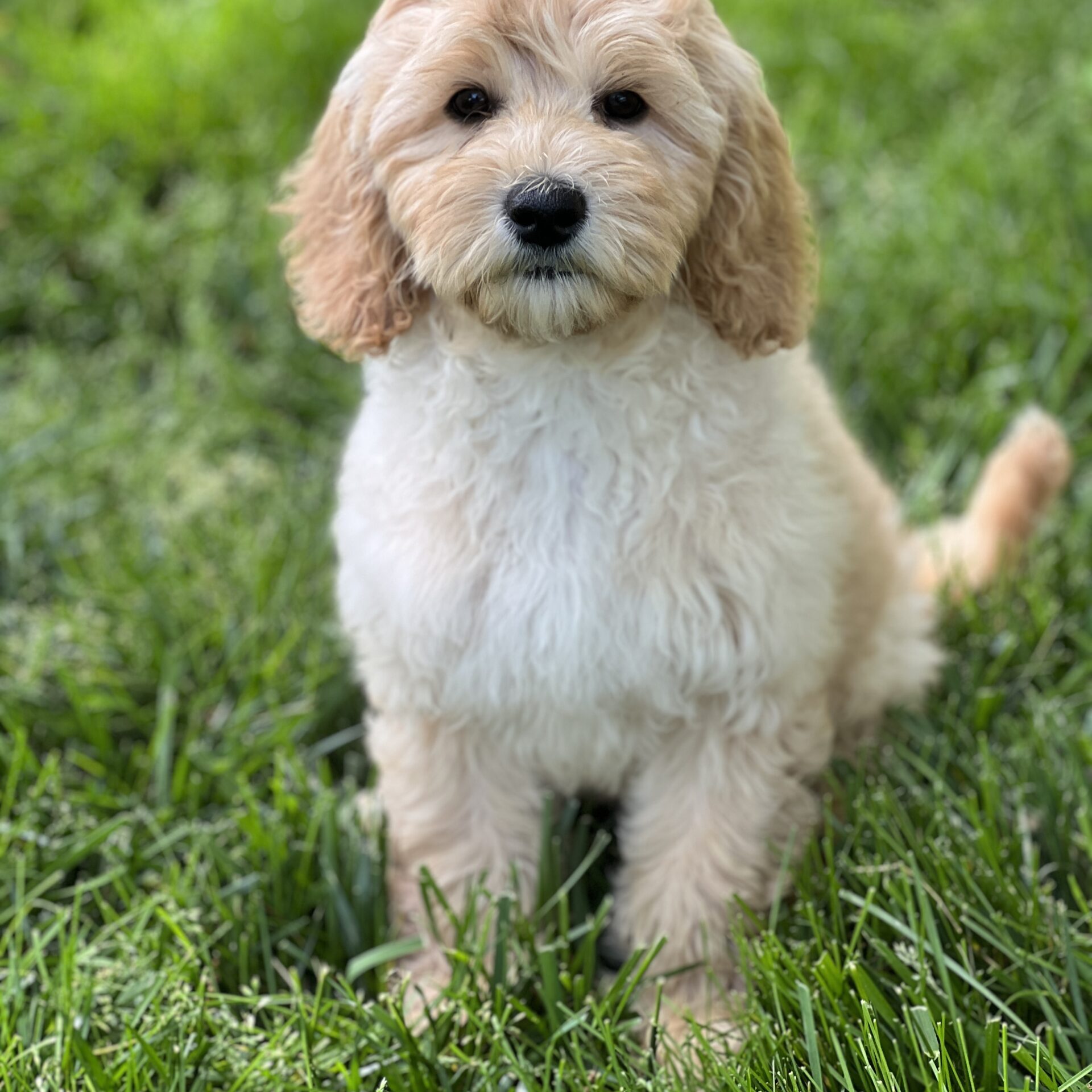 0CCF8713-0414-4334-ACAA-2E85F6BDB78E-scaled Name: Sadie