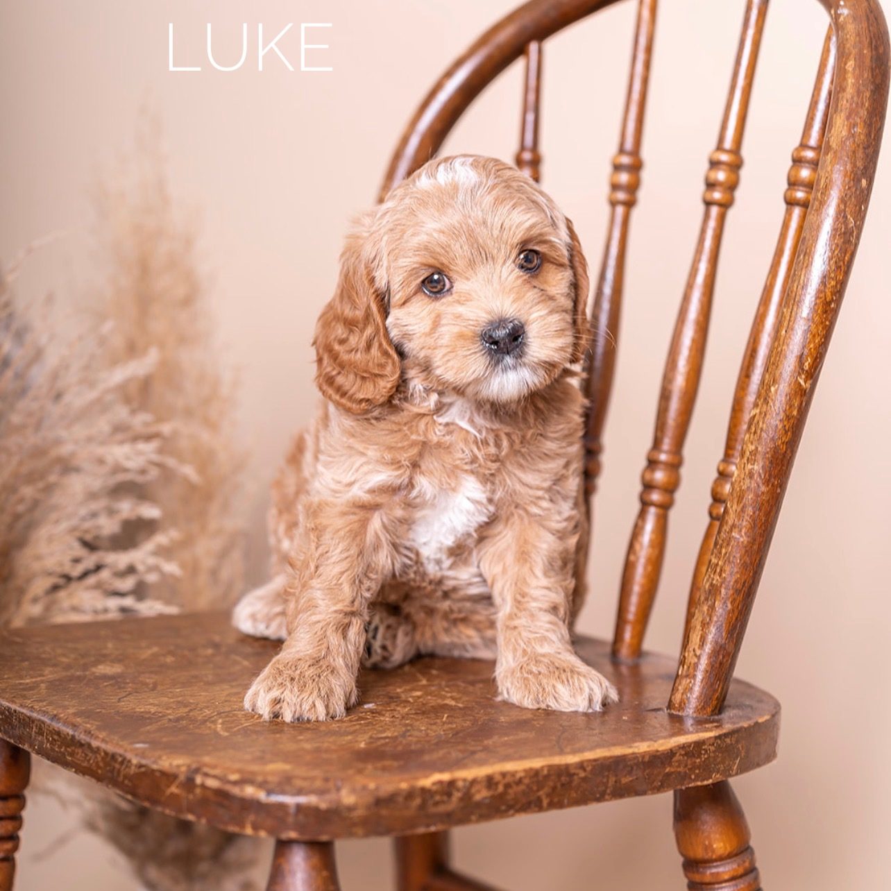 0FD2341B-9F7D-46B6-BA30-5FD358006F2C Luke