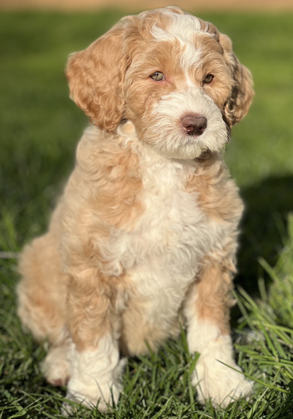 222B9403-D0FA-4A1D-9FB4-DDFB135F9D59 Name: Loretta