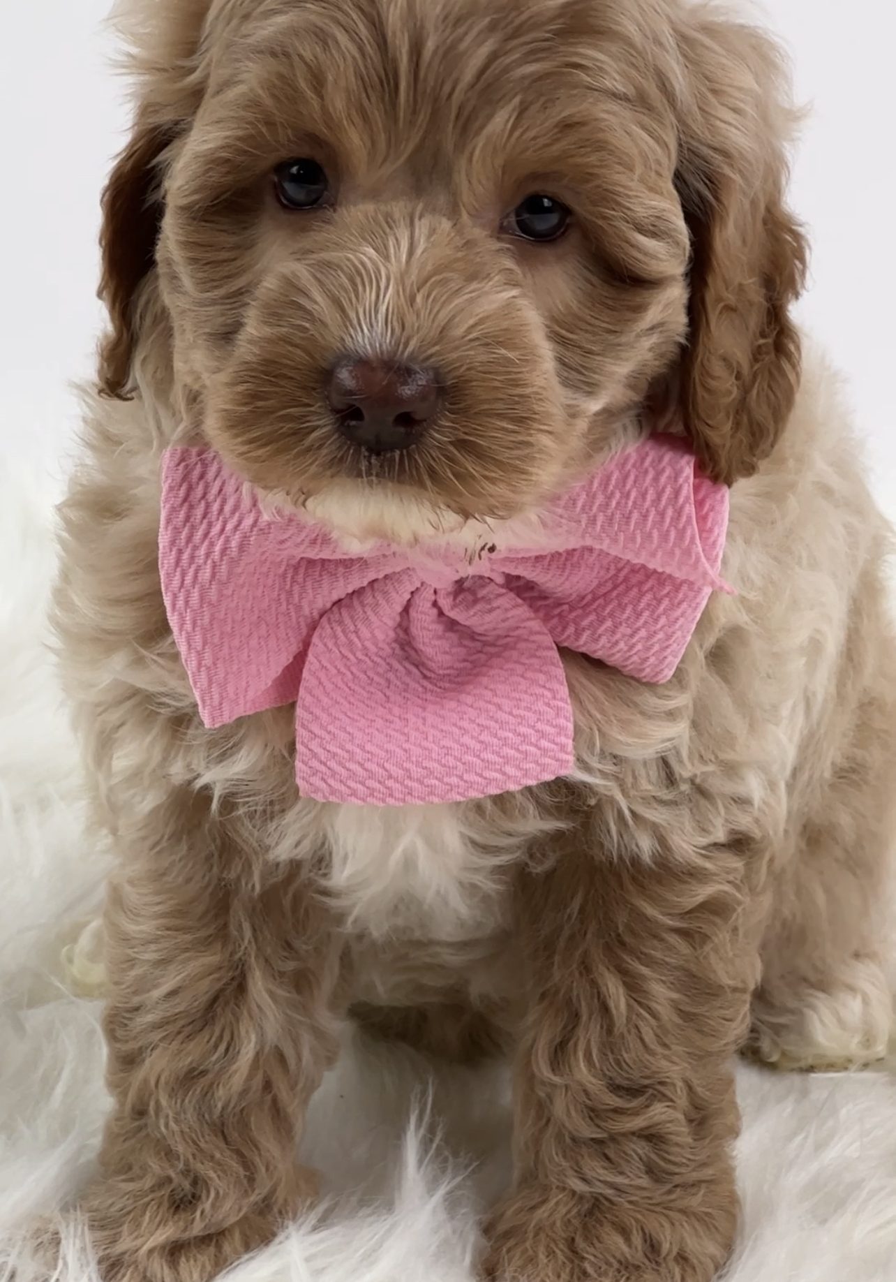 24435200-AFF4-45C6-8450-2E78384DF270 Name: Penelope