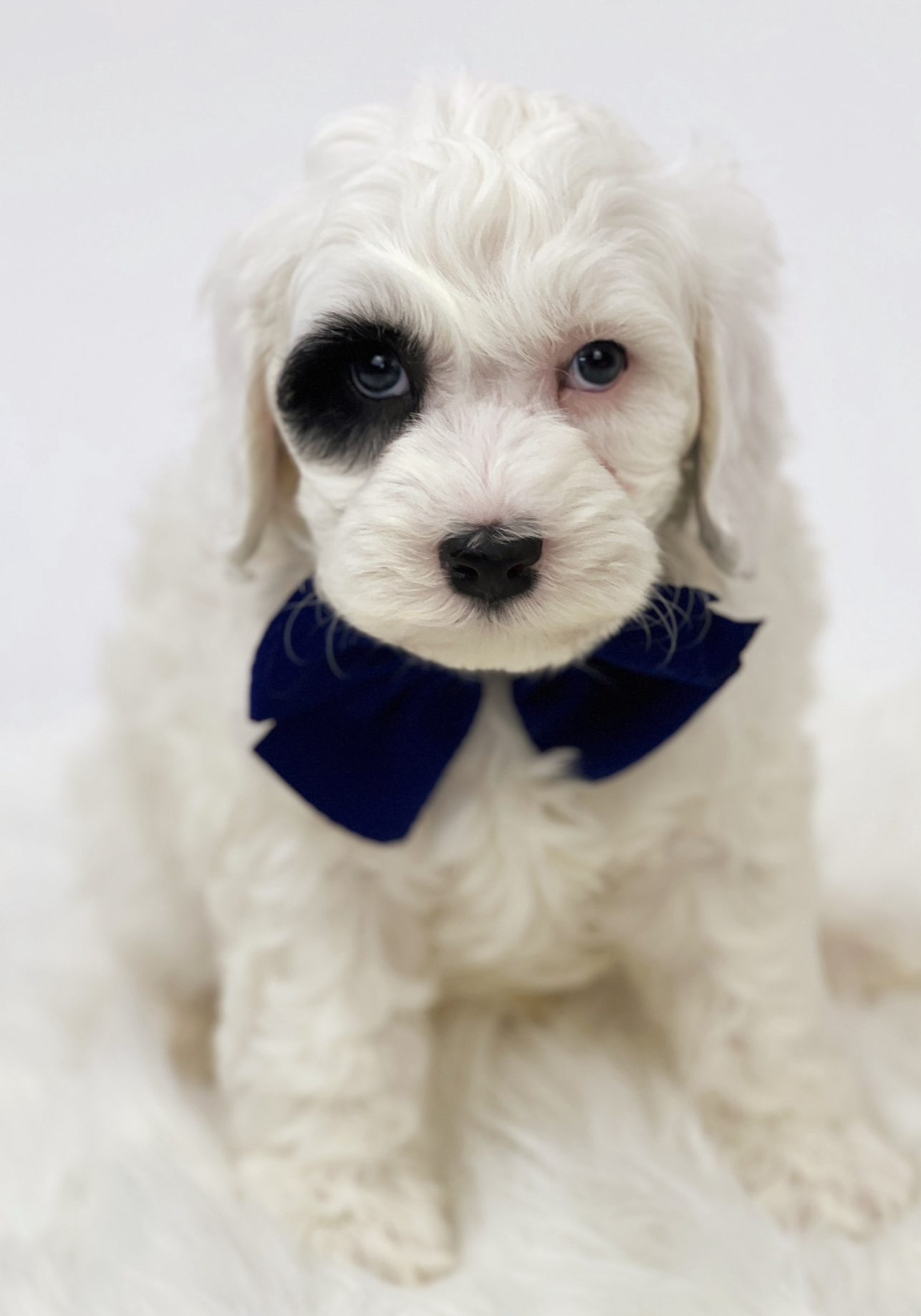 99C7F0BF-1D45-4F14-ACDF-BEC5F68F0182 Name: Murphy