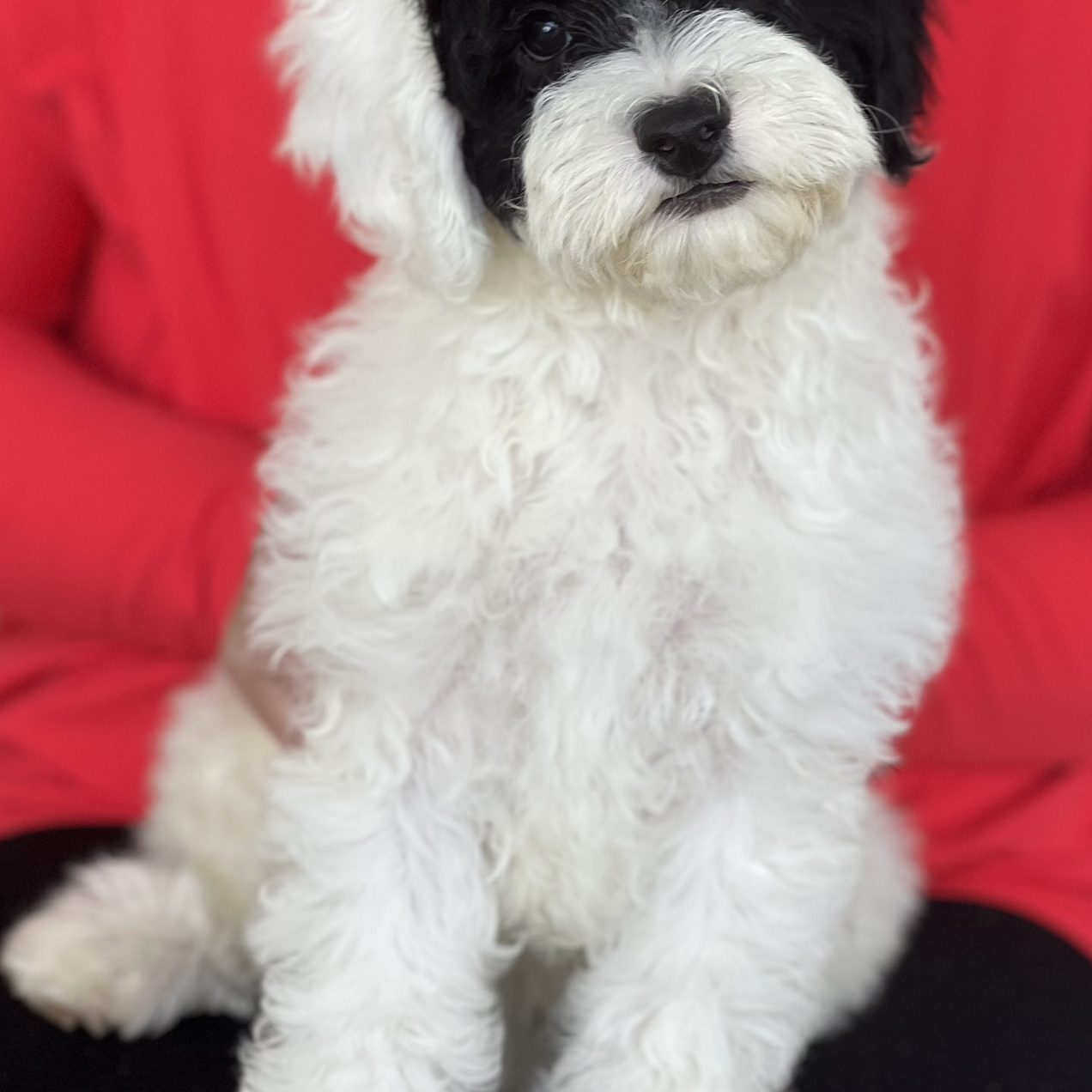 A8065607-3E63-42C6-8E0C-F82FDC7C7076 Name: Lucky
