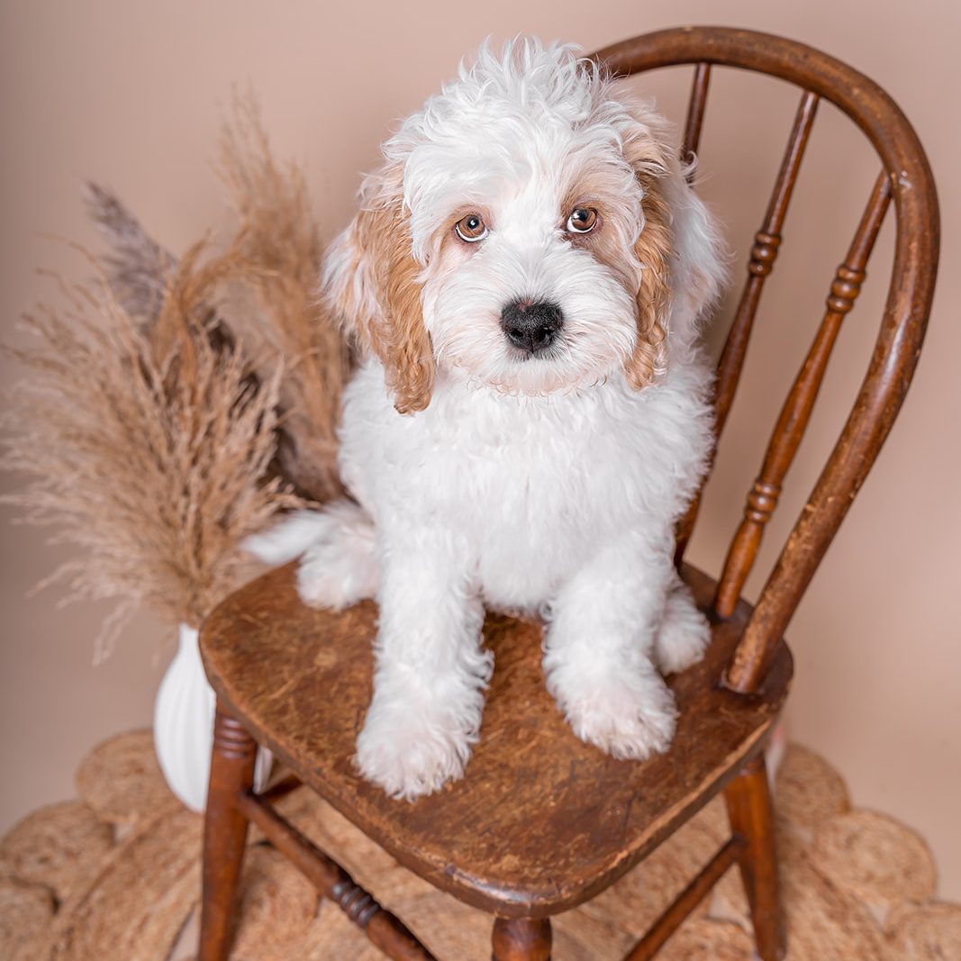 AprilSGL Name: Paddy