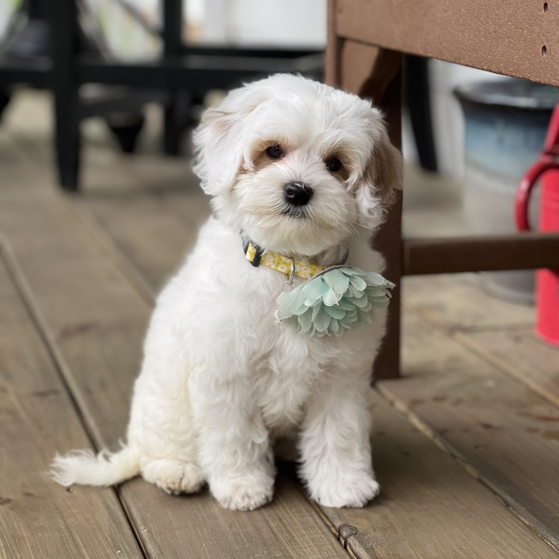 EA0DA339-1719-4C8B-9A7E-90E7313FFBC2-scaled Name: Ivy