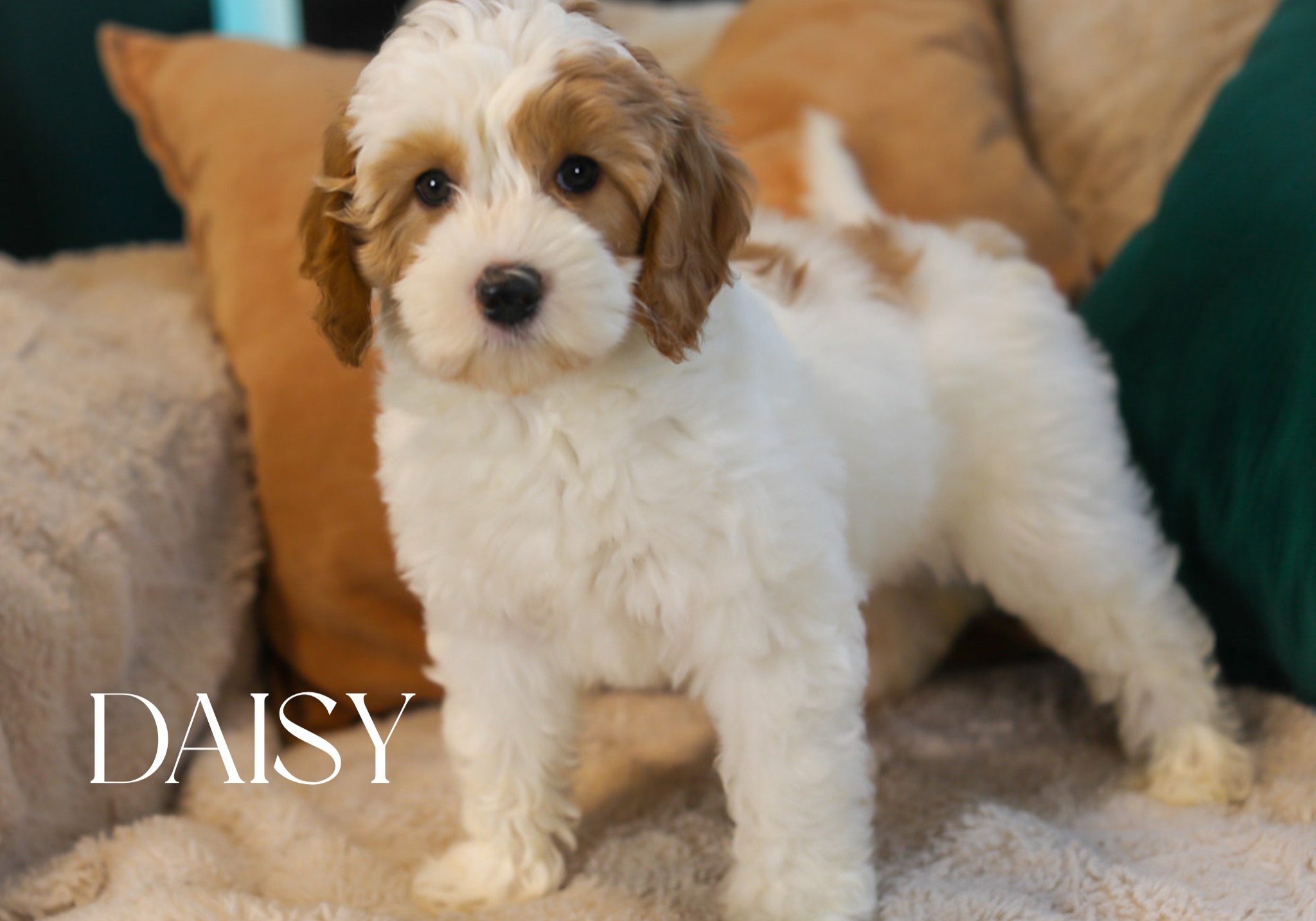 IMG_3308 Name: Daisy