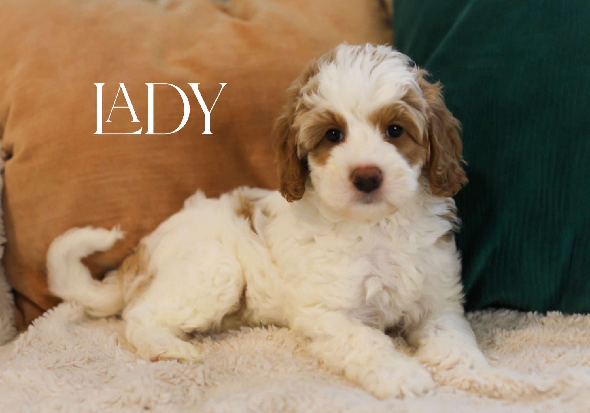 IMG_3358 Name: Lady